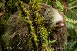 Josh Manring Photographer Decor Wall Arts - Costa Rica Wildlife -71-c67.jpg